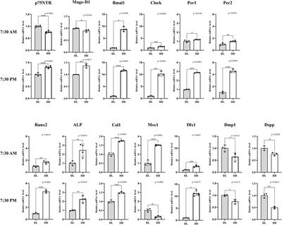 A potential role of p75NTR in the regulation of circadian rhythm and incremental growth lines during tooth development